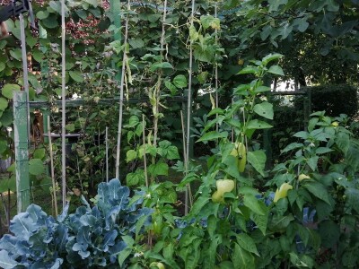 U vrtu Damira Crlenog, predsjednika Hrvatskog kuharskog saveza