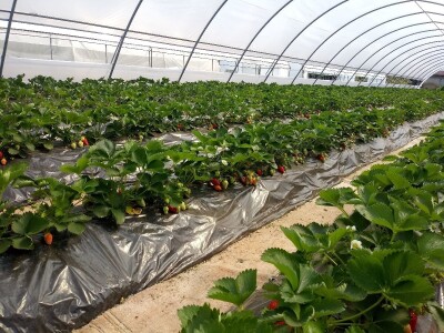 Ubacivanje bumbara kao rješenje za slabu oplodnju u plastenicima