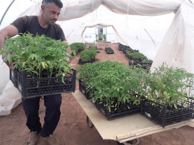 Ubacivanje bumbara kao rješenje za slabu oplodnju u plastenicima