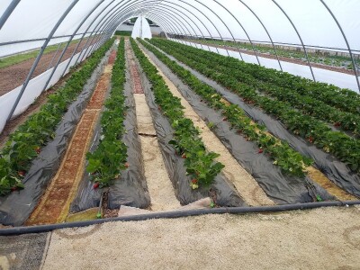 Ubacivanje bumbara kao rješenje za slabu oplodnju u plastenicima