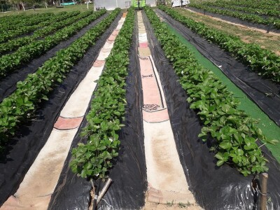 Ubacivanje bumbara kao rješenje za slabu oplodnju u plastenicima