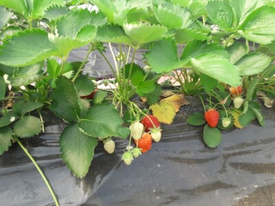 Ubacivanje bumbara kao rješenje za slabu oplodnju u plastenicima