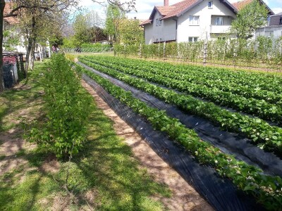 Ubacivanje bumbara kao rješenje za slabu oplodnju u plastenicima