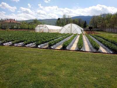 Ubacivanje bumbara kao rješenje za slabu oplodnju u plastenicima