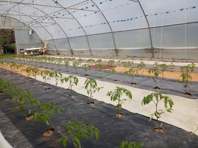 Ubacivanje bumbara kao rješenje za slabu oplodnju u plastenicima