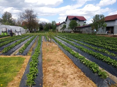 Ubacivanje bumbara kao rješenje za slabu oplodnju u plastenicima