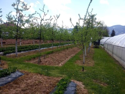 Ubacivanje bumbara kao rješenje za slabu oplodnju u plastenicima