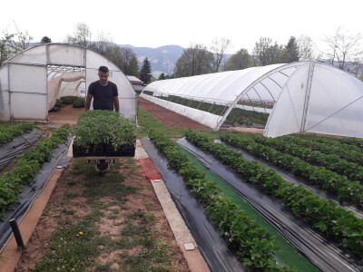 Ubacivanje bumbara kao rješenje za slabu oplodnju u plastenicima