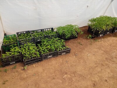 Ubacivanje bumbara kao rješenje za slabu oplodnju u plastenicima