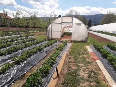 Ubacivanje bumbara kao rješenje za slabu oplodnju u plastenicima