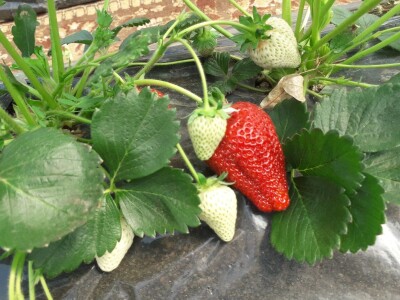 Ubacivanje bumbara kao rješenje za slabu oplodnju u plastenicima