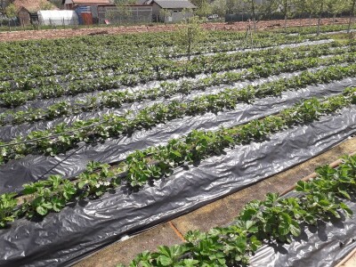 Ubacivanje bumbara kao rješenje za slabu oplodnju u plastenicima