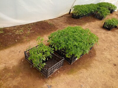 Ubacivanje bumbara kao rješenje za slabu oplodnju u plastenicima