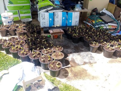 Ubacivanje bumbara kao rješenje za slabu oplodnju u plastenicima