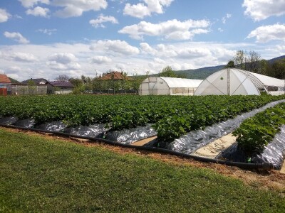Ubacivanje bumbara kao rješenje za slabu oplodnju u plastenicima