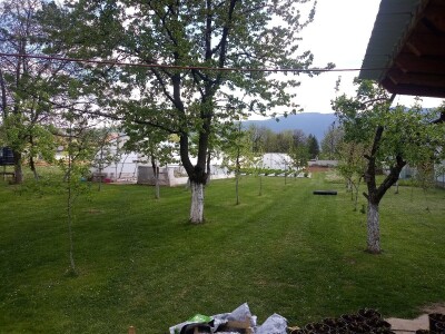 Ubacivanje bumbara kao rješenje za slabu oplodnju u plastenicima