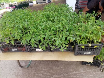 Ubacivanje bumbara kao rješenje za slabu oplodnju u plastenicima