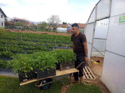 Ubacivanje bumbara kao rješenje za slabu oplodnju u plastenicima