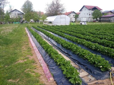 Ubacivanje bumbara kao rješenje za slabu oplodnju u plastenicima
