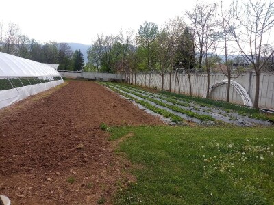 Ubacivanje bumbara kao rješenje za slabu oplodnju u plastenicima