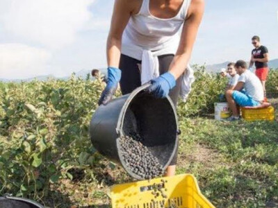 Plodovi aronije ubrani na plantaži OPG Jelčić