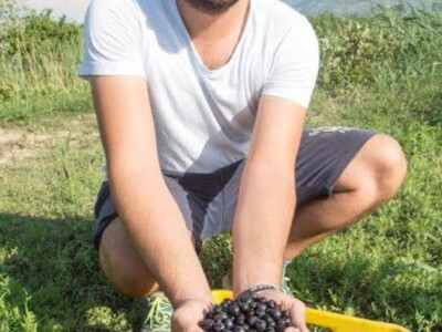 Plodovi aronije OPG Jelčić