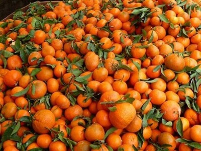 Ubrane mandarine u dolini Neretve