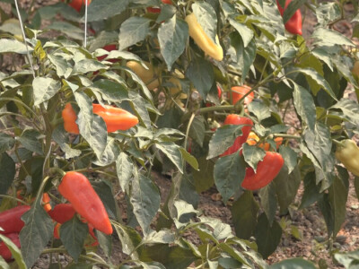 Učenici Poljoprivredne škole iz Valjeva na praksi Učenici Poljoprivredne škole iz Valjeva na praksi