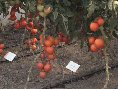 Učenici Poljoprivredne škole iz Valjeva na praksi Učenici Poljoprivredne škole iz Valjeva na praksi