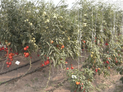 Učenici Poljoprivredne škole iz Valjeva na praksi Učenici Poljoprivredne škole iz Valjeva na praksi