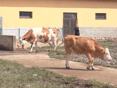 Učenici Poljoprivredne škole iz Valjeva na praksi Učenici Poljoprivredne škole iz Valjeva na praksi