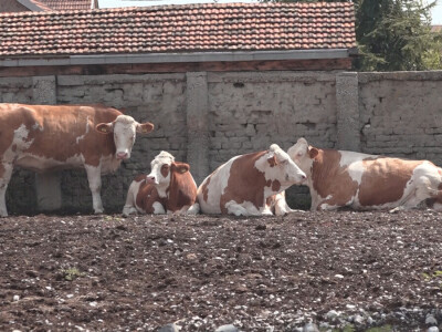 Učenici Poljoprivredne škole iz Valjeva na praksi Učenici Poljoprivredne škole iz Valjeva na praksi