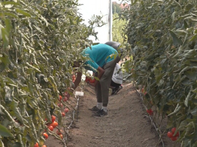 Učenici Poljoprivredne škole iz Valjeva na praksi Učenici Poljoprivredne škole iz Valjeva na praksi