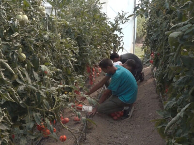 Učenici Poljoprivredne škole iz Valjeva na praksi Učenici Poljoprivredne škole iz Valjeva na praksi