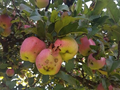 Učenička zadruga Bobovac - Brod na Kupi