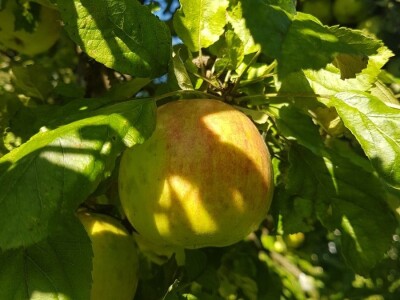 Učenička zadruga Bobovac - Brod na Kupi