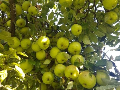 Učenička zadruga Bobovac - Brod na Kupi