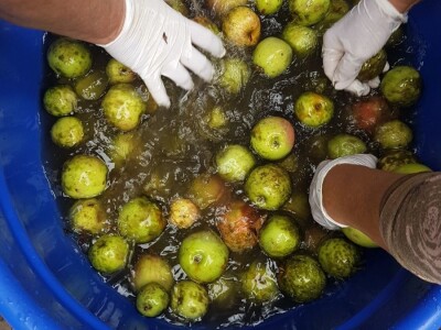 Učenička zadruga Bobovac - Brod na Kupi