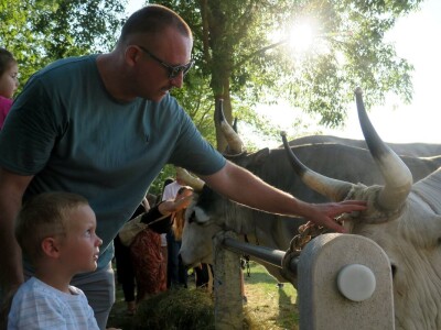 Smotra istarskih volova