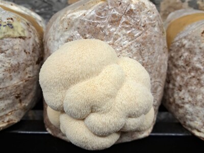 Učiteljica joge iz Samobora okrenula se uzgoju neobične lavlje grive Učiteljica joge iz Samobora okrenula se uzgoju neobične lavlje grive