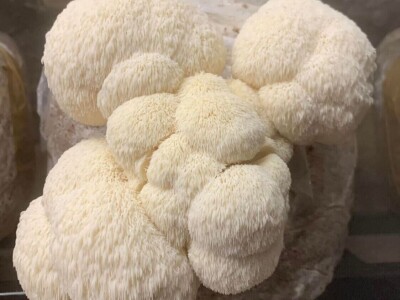 Učiteljica joge iz Samobora okrenula se uzgoju neobične lavlje grive Učiteljica joge iz Samobora okrenula se uzgoju neobične lavlje grive