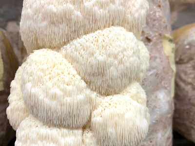 Učiteljica joge iz Samobora okrenula se uzgoju neobične lavlje grive Učiteljica joge iz Samobora okrenula se uzgoju neobične lavlje grive