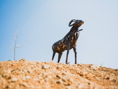 Udruga Arteco Pavletić