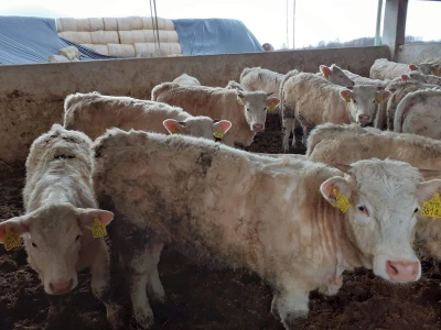 Udruga Baby Beef o Strateškom planu