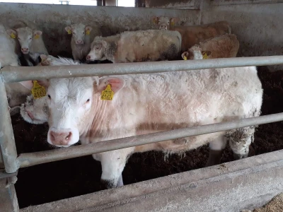 Udruga Baby Beef o Strateškom planu