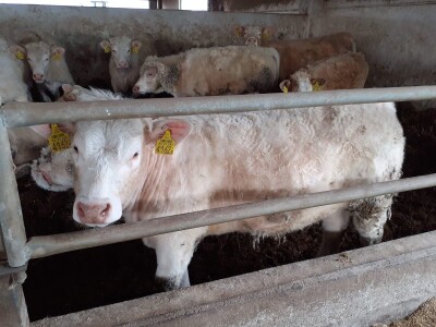 Udruga Baby Beef o Strateškom planu Udruga Baby Beef o Strateškom planu