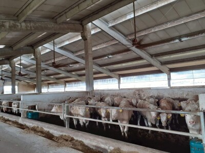 Udruga Baby Beef o Strateškom planu Udruga Baby Beef o Strateškom planu