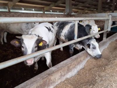 Udruga Baby Beef o Strateškom planu