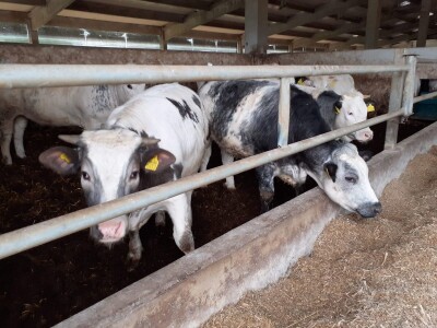 Udruga Baby Beef o Strateškom planu Udruga Baby Beef o Strateškom planu