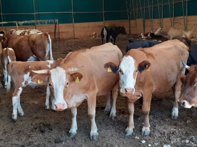 Udruga Baby Beef o Strateškom planu Udruga Baby Beef o Strateškom planu